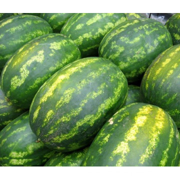HW12 Waizu große ovale grüne F1 hybride Wassermelonensamen in den Gemüsesamen